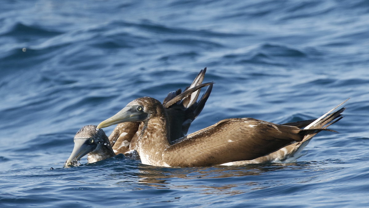 Masked/Nazca Booby - Stephen Knox