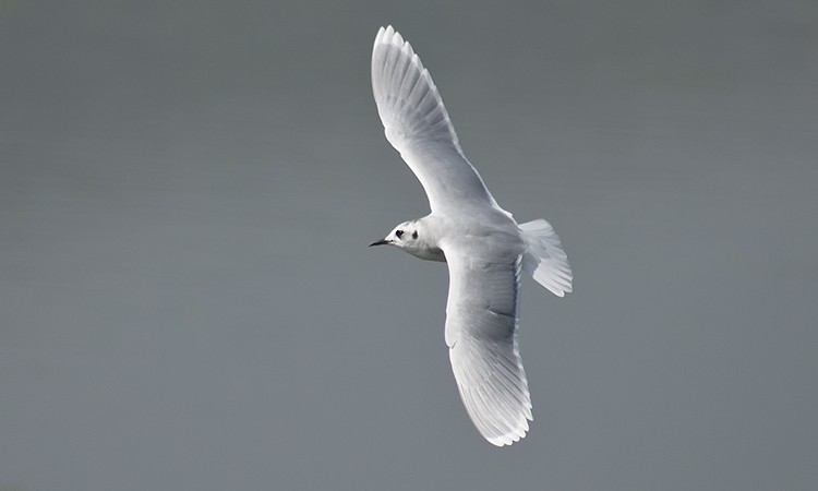 Little Gull - Dave Furseth