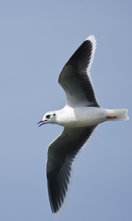 Little Gull - ML74589421