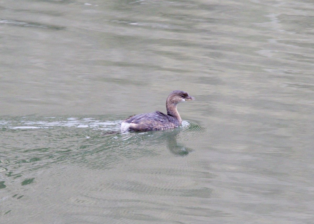 Pied-billed Grebe - ML74590861