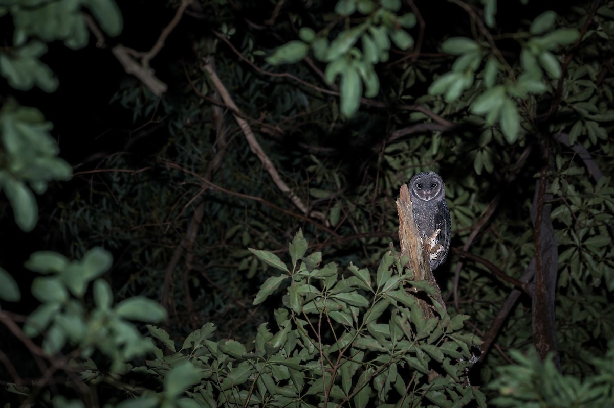 Sooty Owl - Malcolm Graham