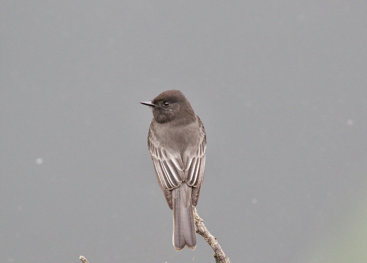 Black Phoebe - ML74591791