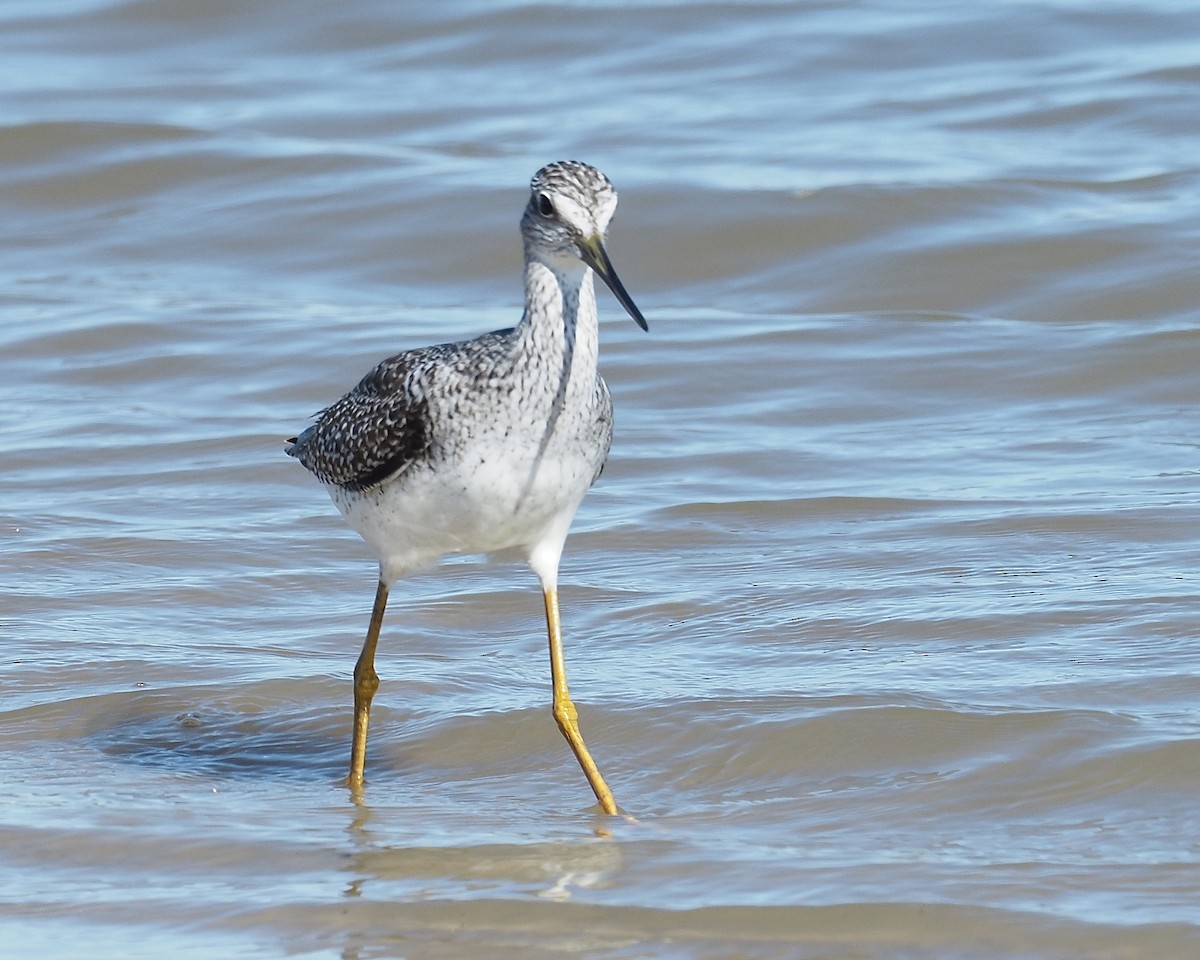 Greater Yellowlegs - ML74592881