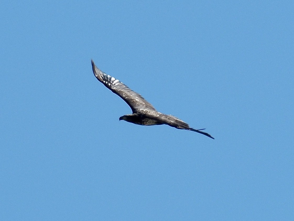 Bald Eagle - John Higgins