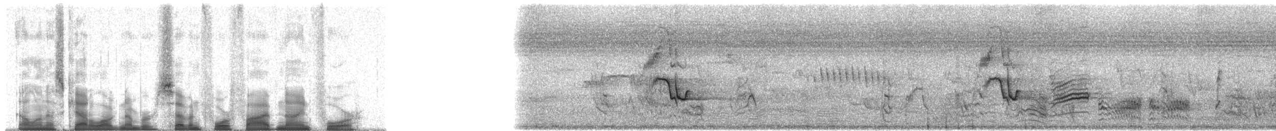 Hildebrandtglanzstar - ML74594