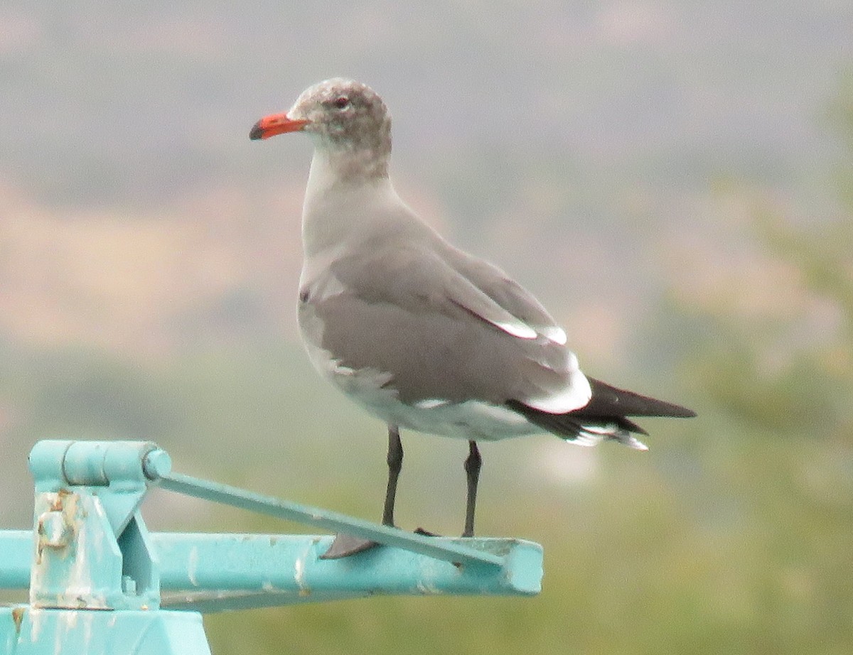 Heermann's Gull - Ron Batie