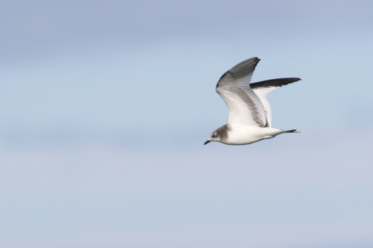 Sabine's Gull - ML74597501