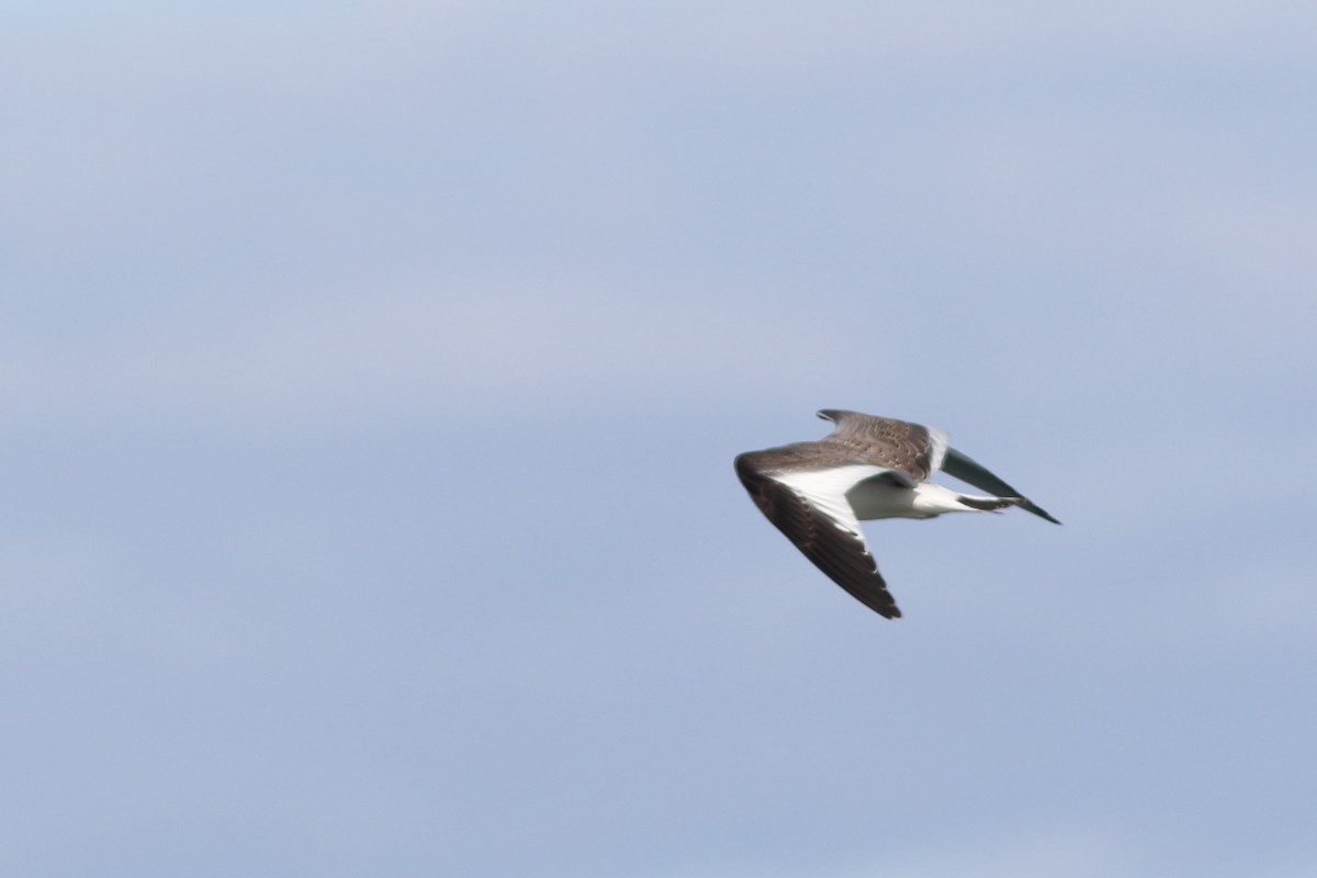 Sabine's Gull - ML74597511