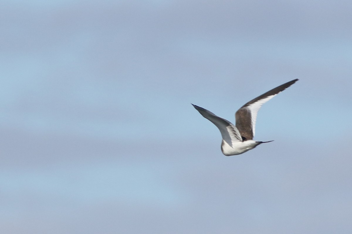 Sabine's Gull - ML74597531