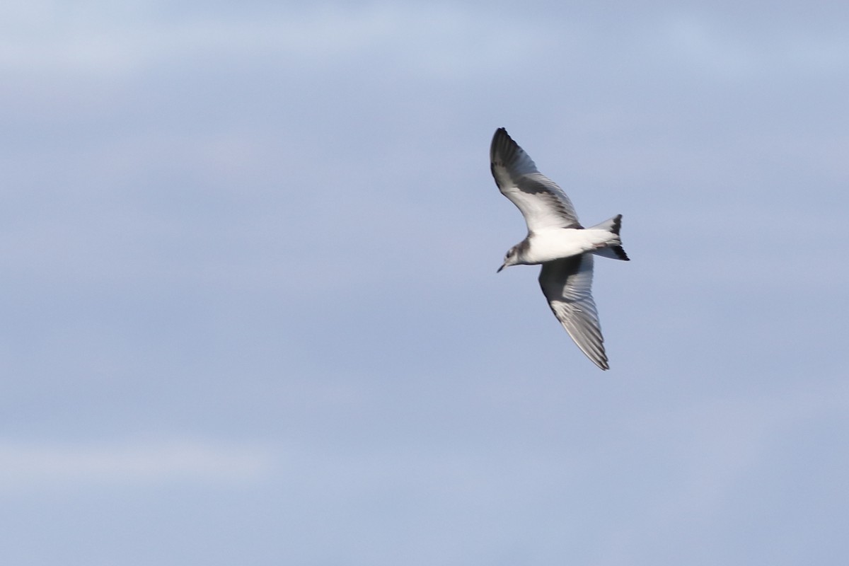 Sabine's Gull - ML74597541