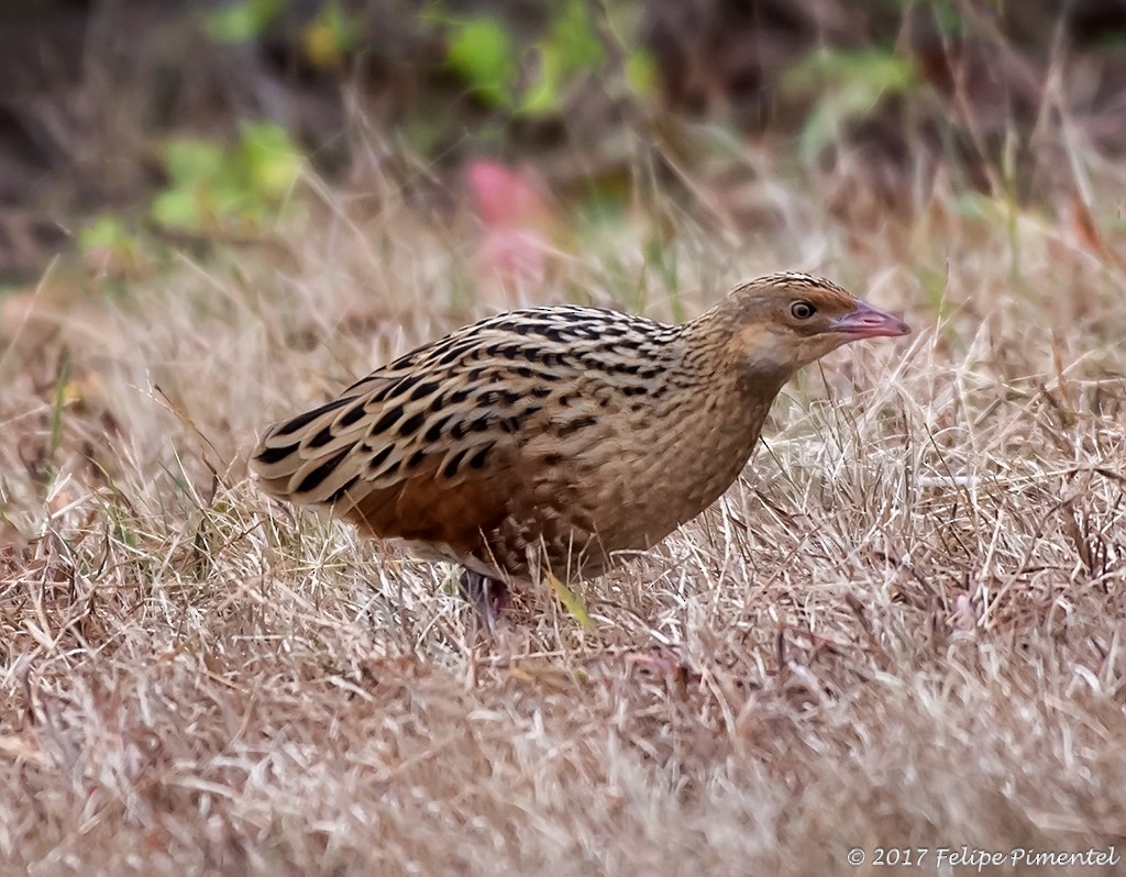 Corn Crake - ML74598011