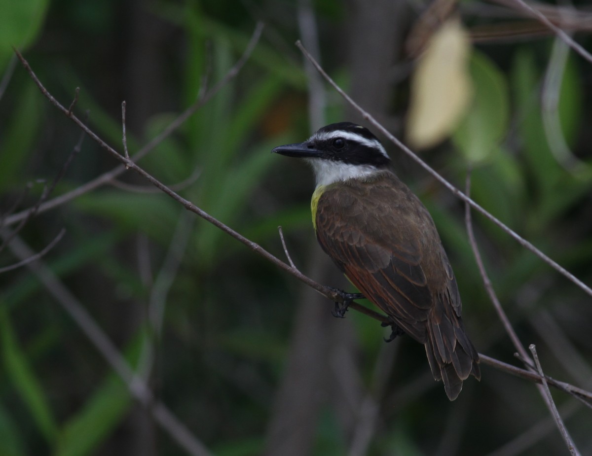 Bienteveo Común - ML74599801