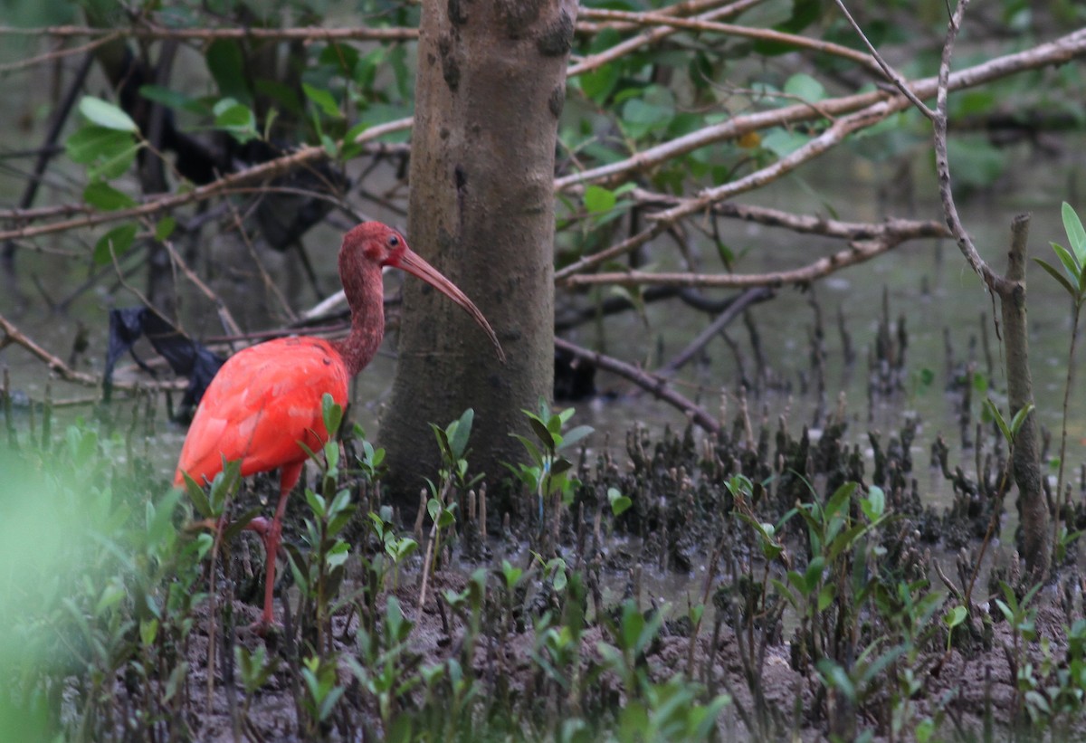 ibis rudý - ML74599991