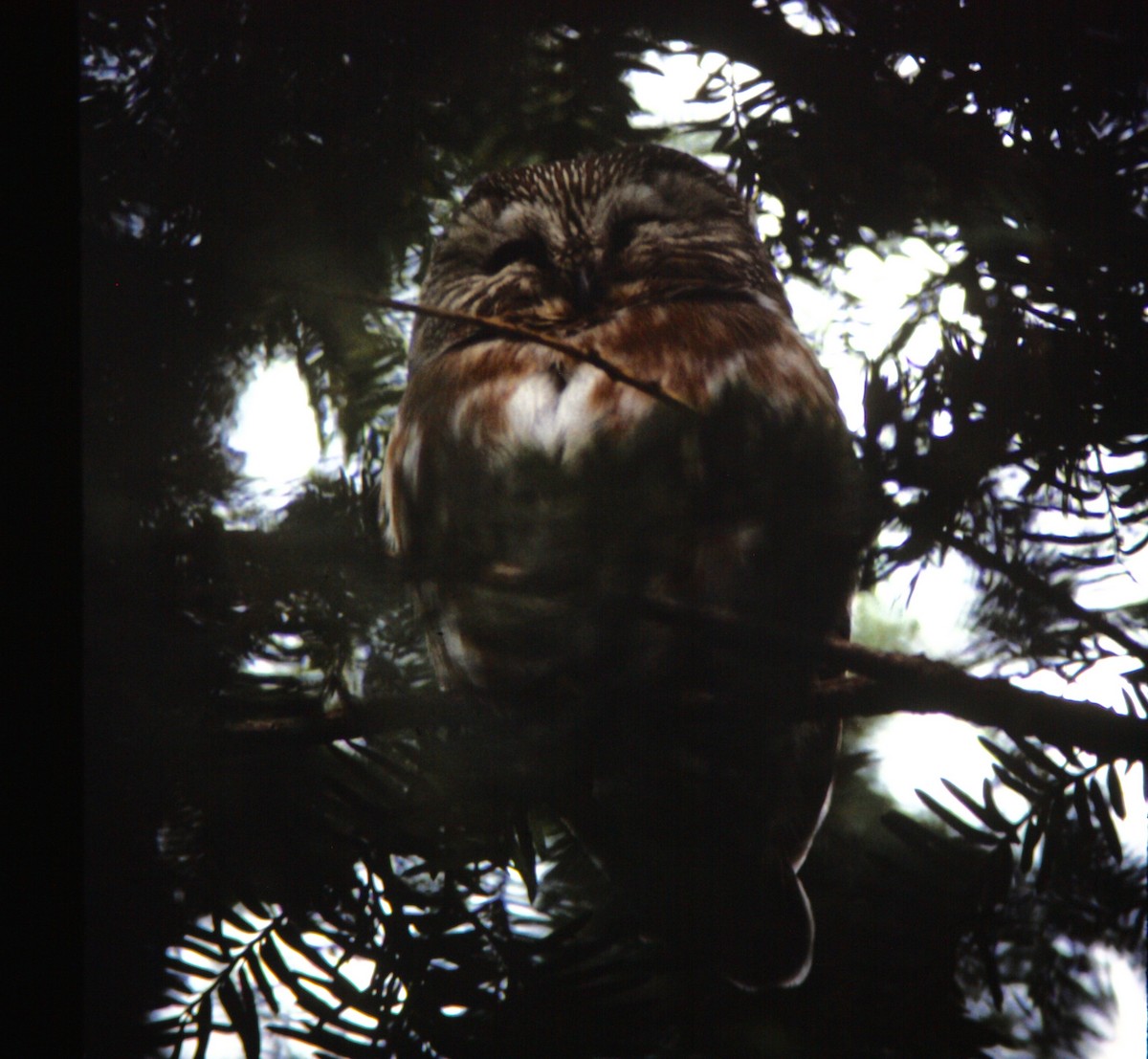 Northern Saw-whet Owl - ML74602301