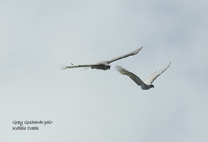 Gray Goshawk - ML74602631