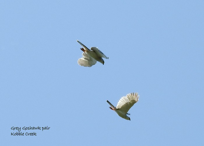 Gray Goshawk - Marie Tarrant