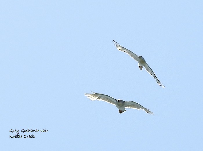 Gray Goshawk - Marie Tarrant