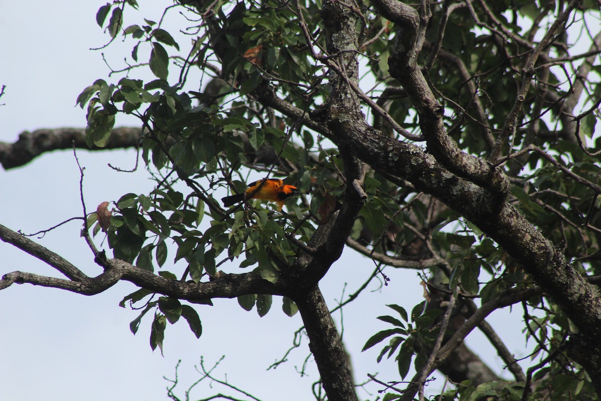 Spot-breasted Oriole - ML74603551