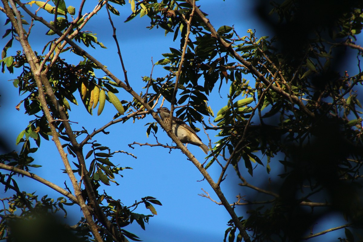 Rose-breasted Grosbeak - ML74604001