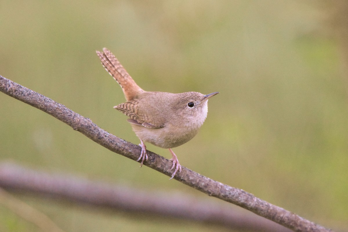 House Wren - ML74604041