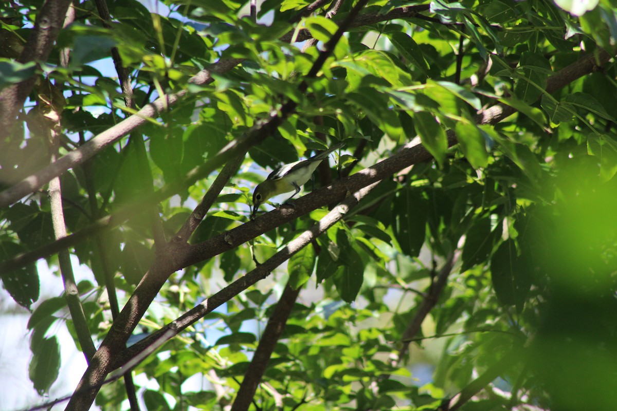 Yellow-throated Vireo - ML74604641