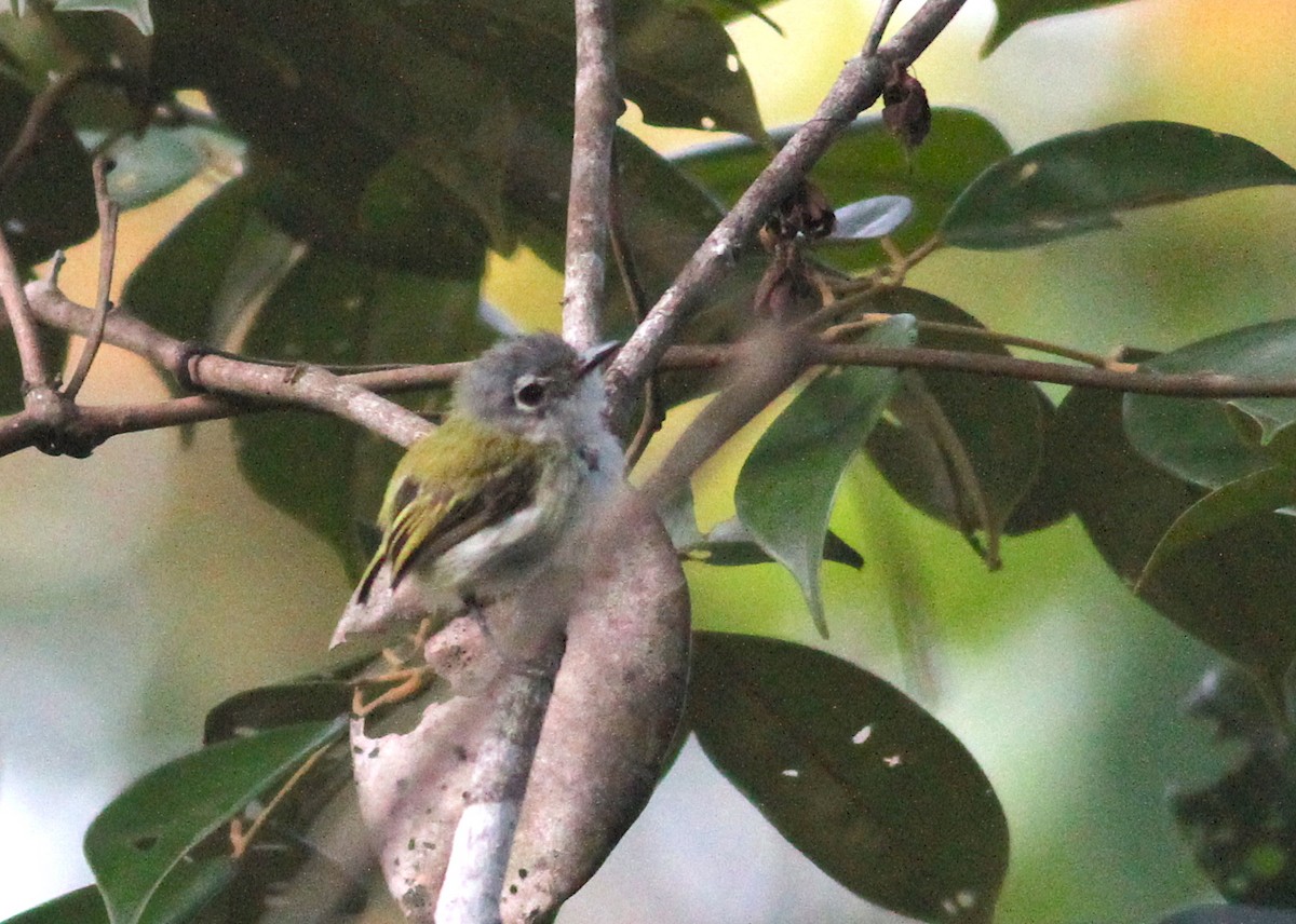 Short-tailed Pygmy-Tyrant - ML74607061