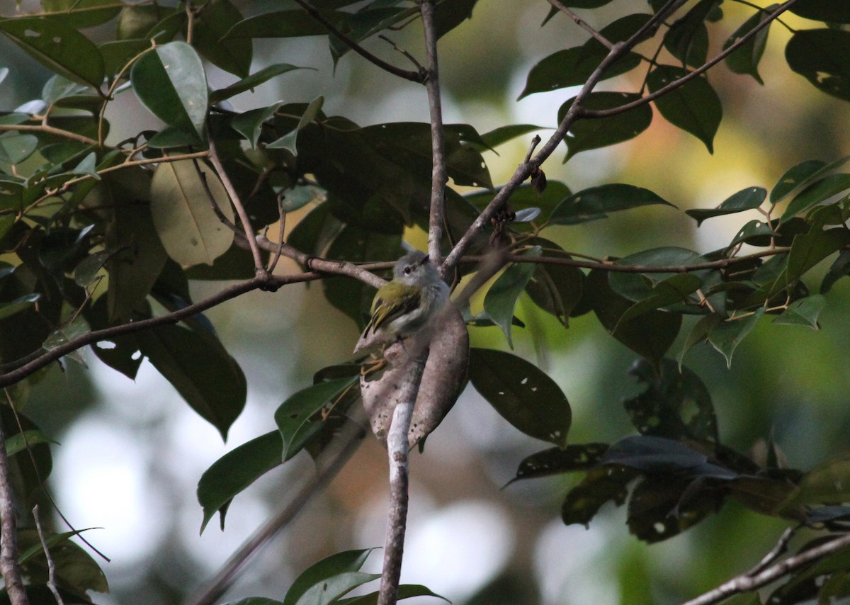 Short-tailed Pygmy-Tyrant - ML74607081