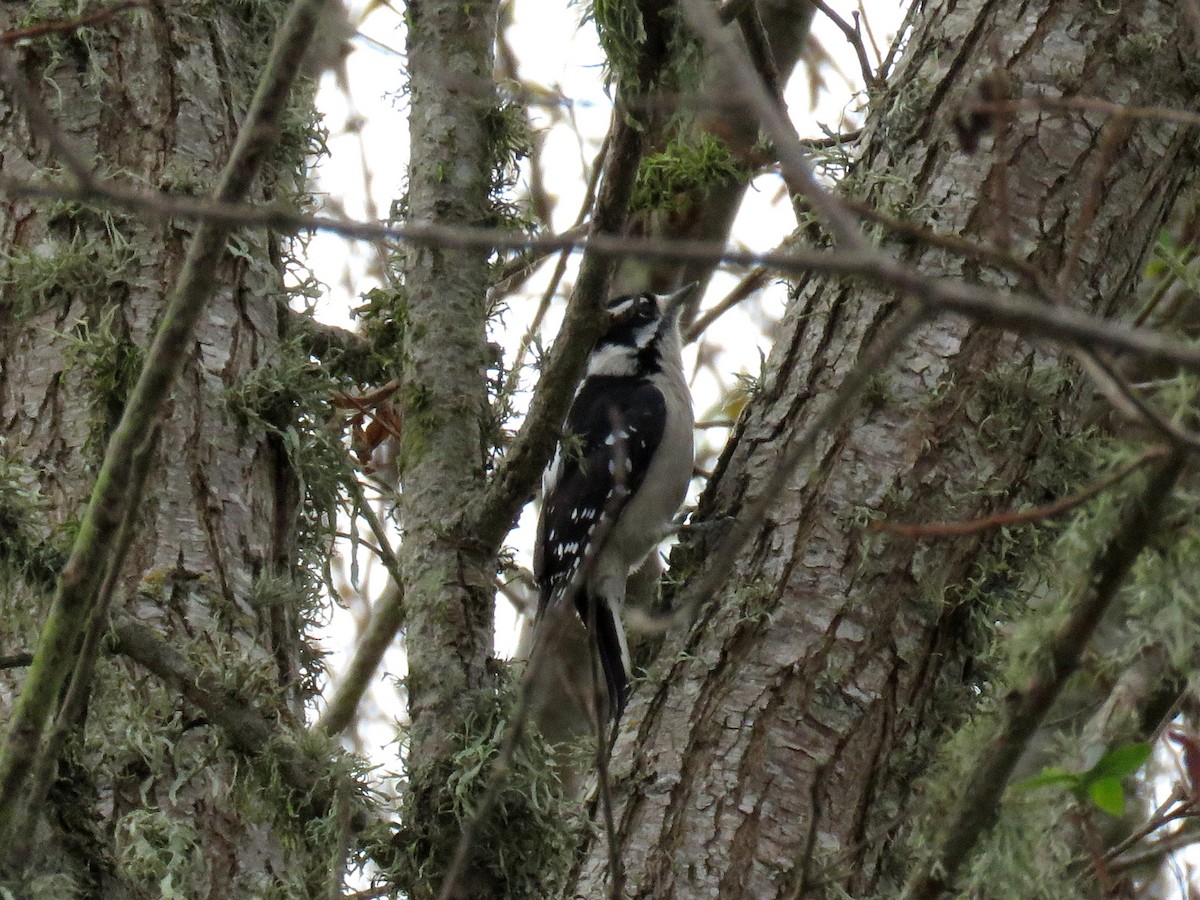 Downy Woodpecker - Norman Uyeda