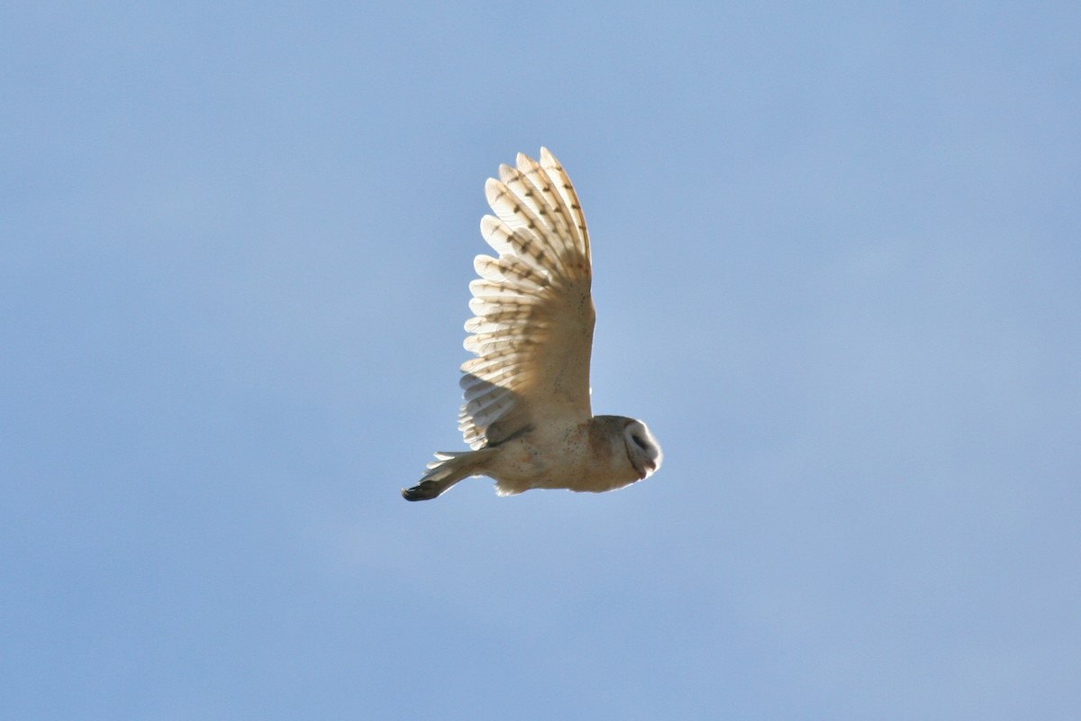 American Barn Owl - Evan Spears