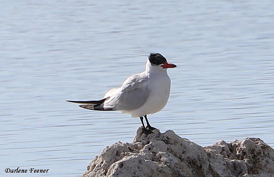 Caspian Tern - Darlene Feener