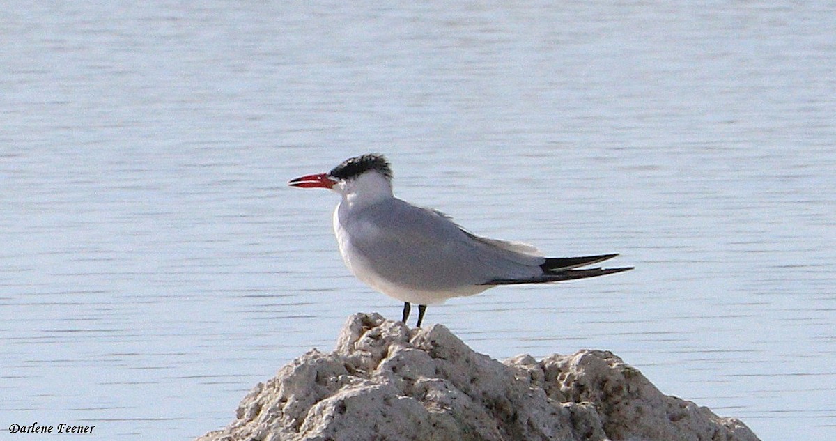 オニアジサシ - ML74610561