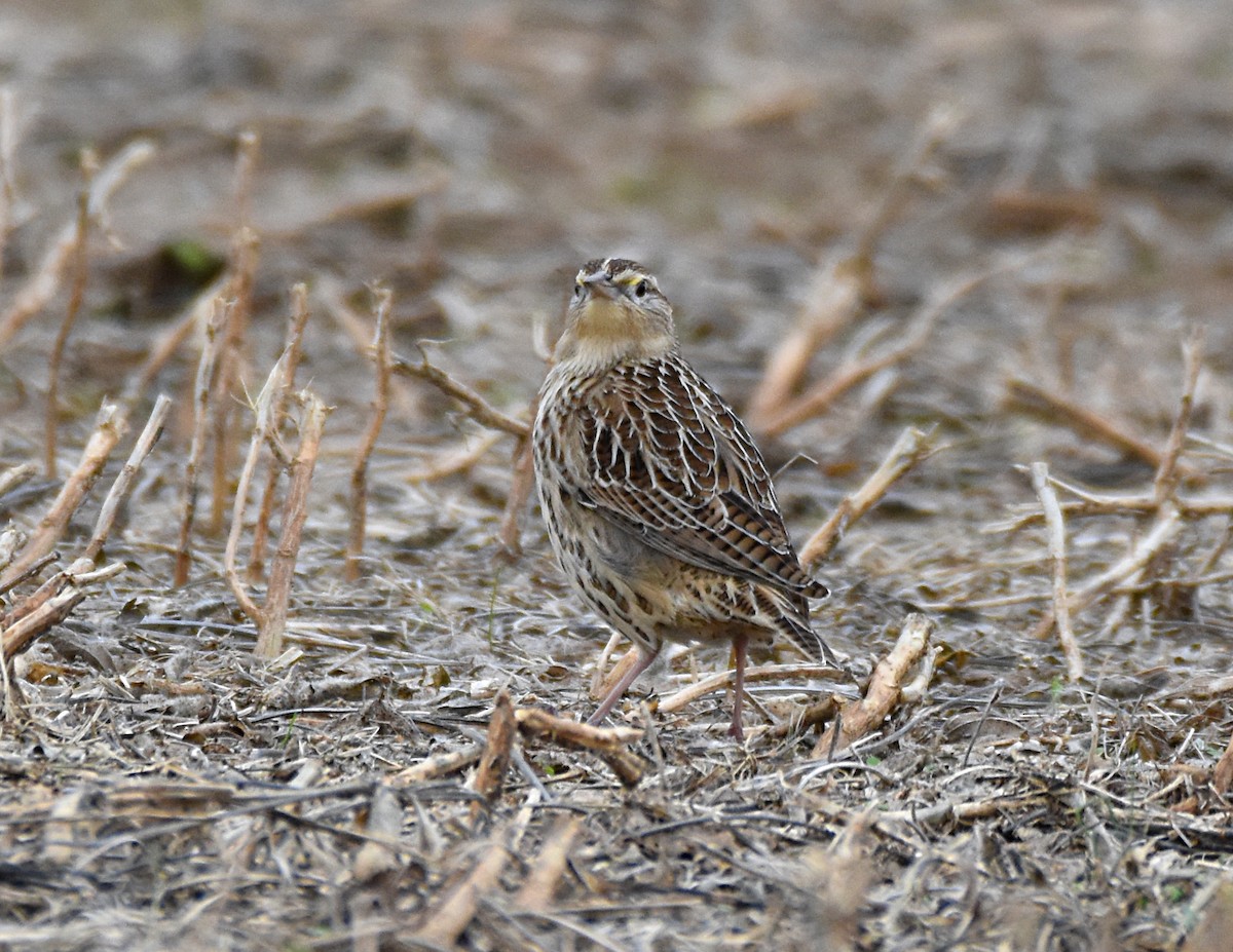 Eastern Meadowlark - ML74610821