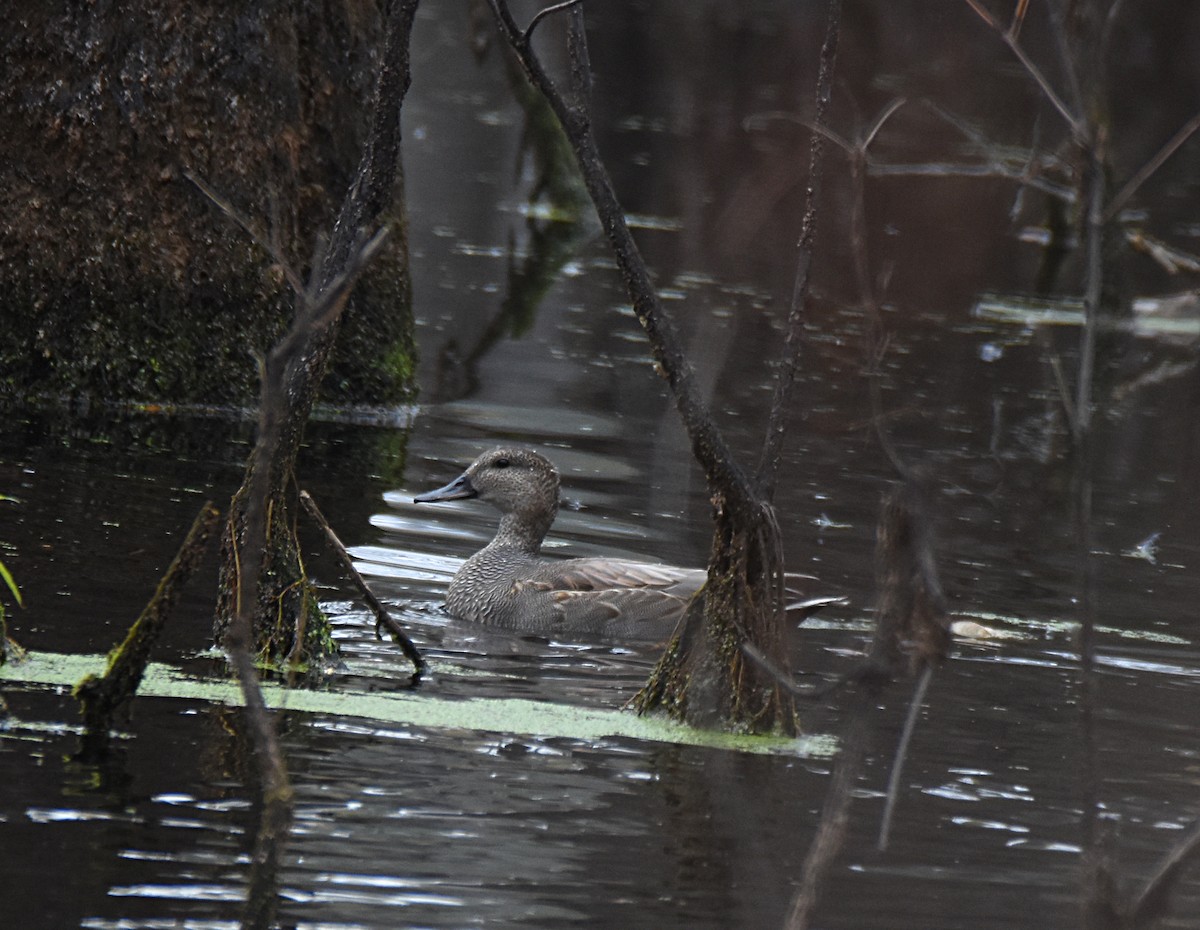 Gadwall - ML74611301