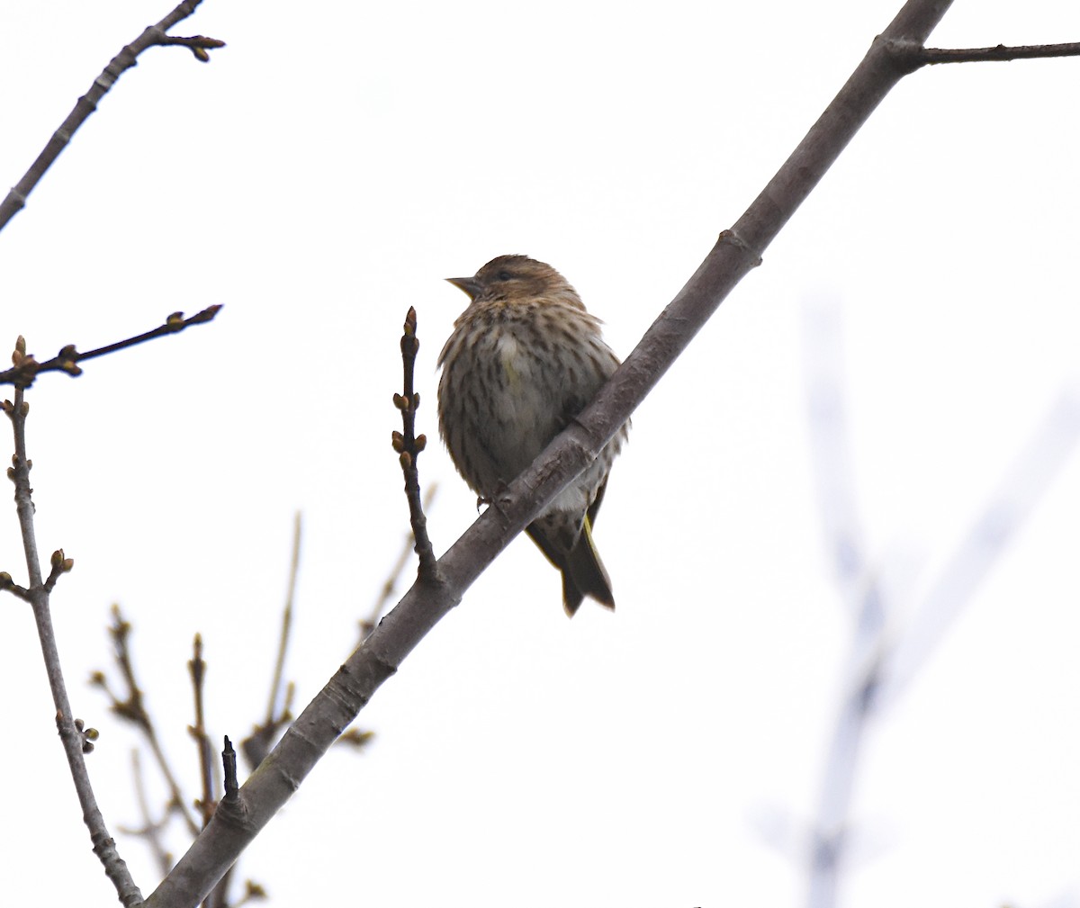 Pine Siskin - ML74611351