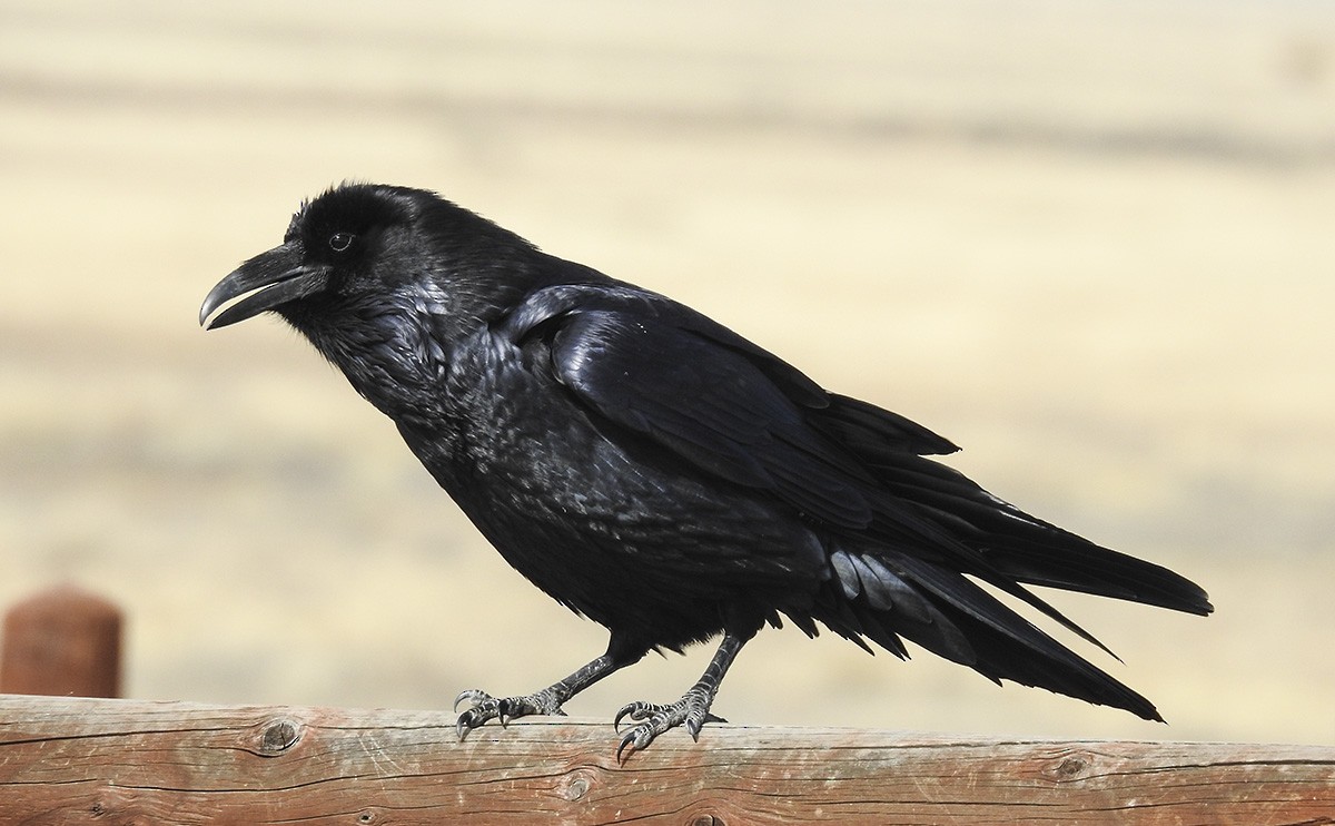 Chihuahuan Raven - ML74611641