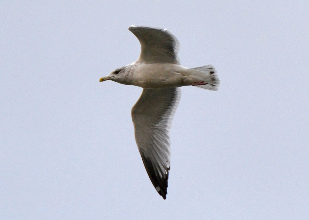 American Herring Gull - ML74612111