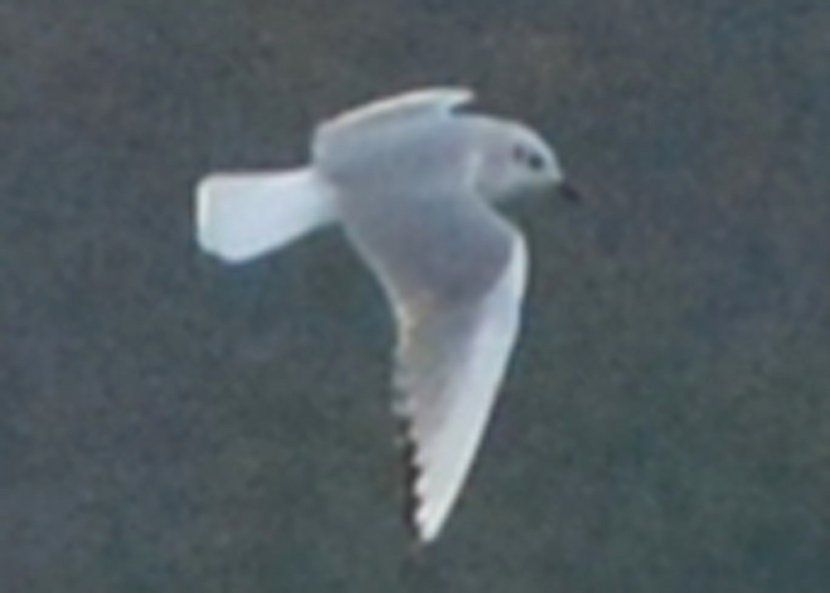 Bonaparte's Gull - ML74612321