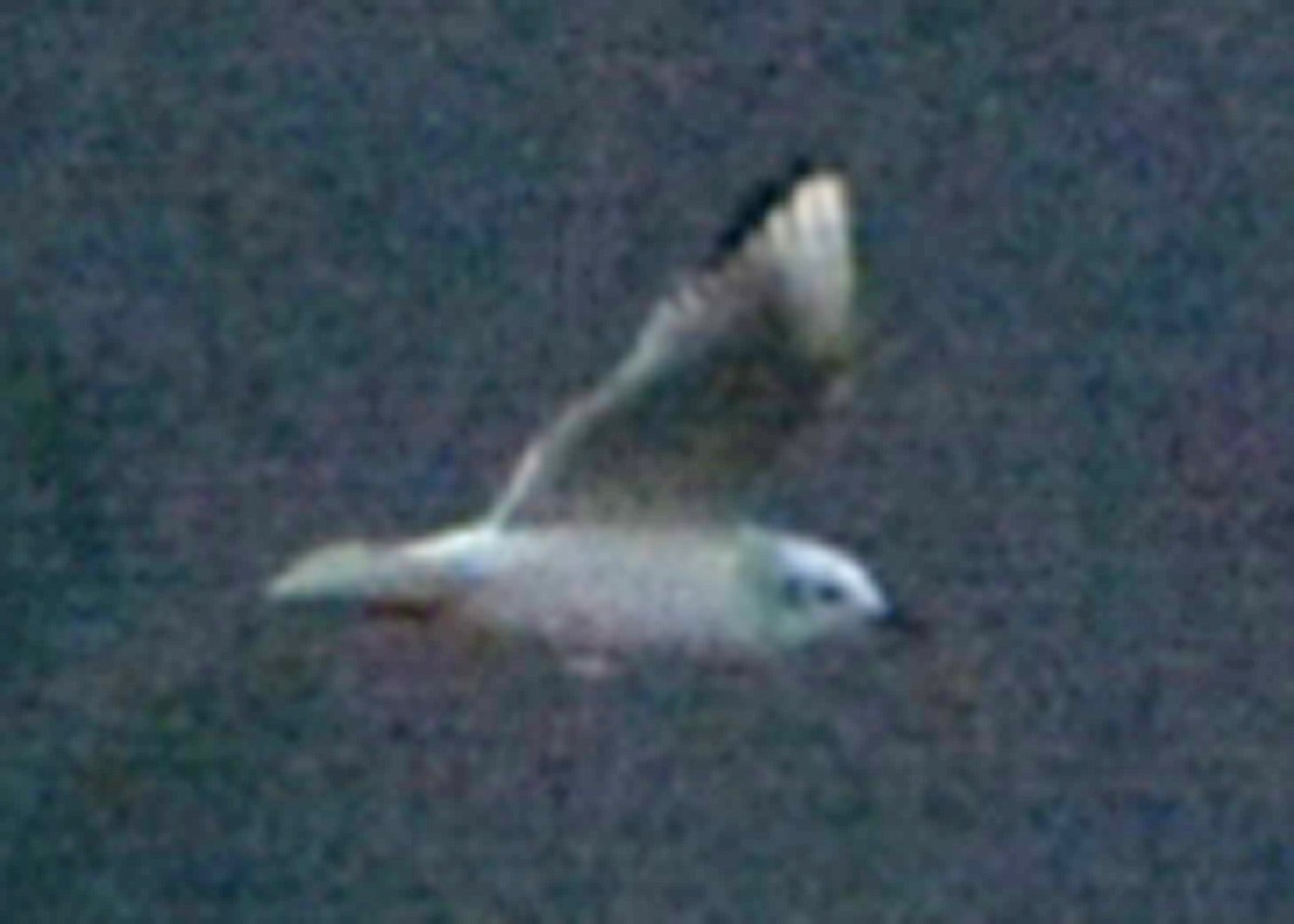 Bonaparte's Gull - ML74612331