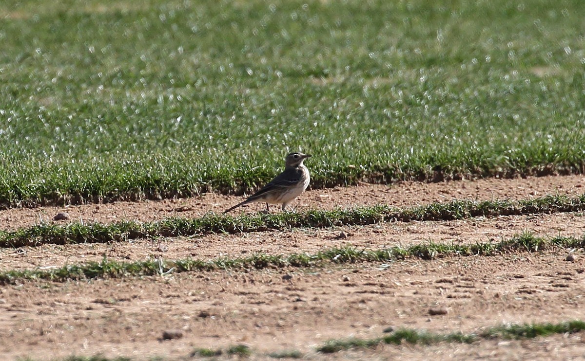 American Pipit - Charlie Trapani