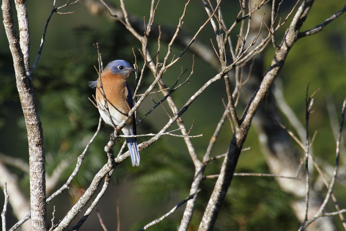 Eastern Bluebird - Carlos Funes