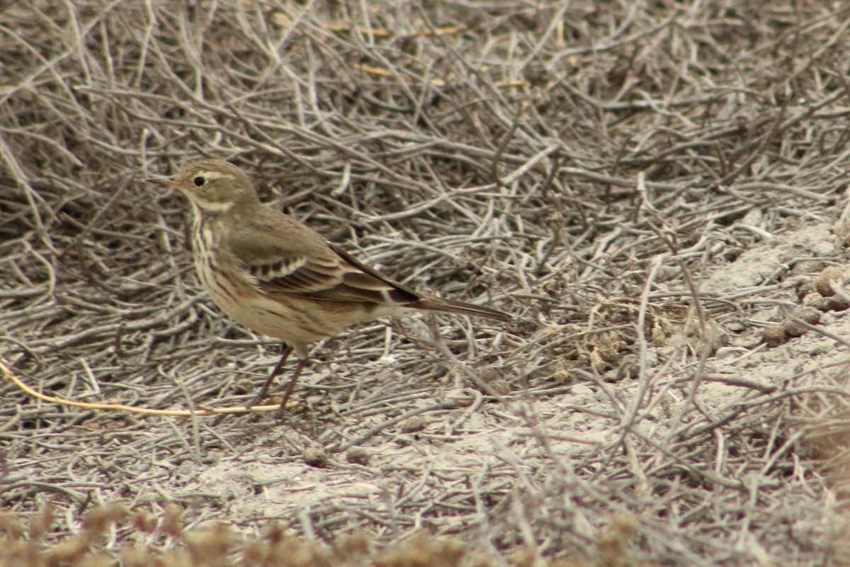 American Pipit - Sergio Perez