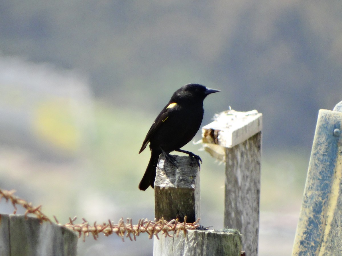 Yellow-winged Blackbird - ML74616421