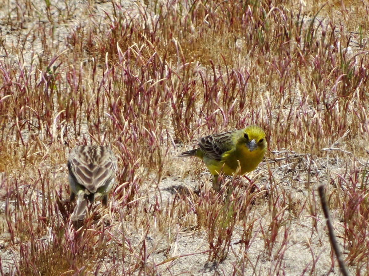 Grassland Yellow-Finch - Nicolás Espina León