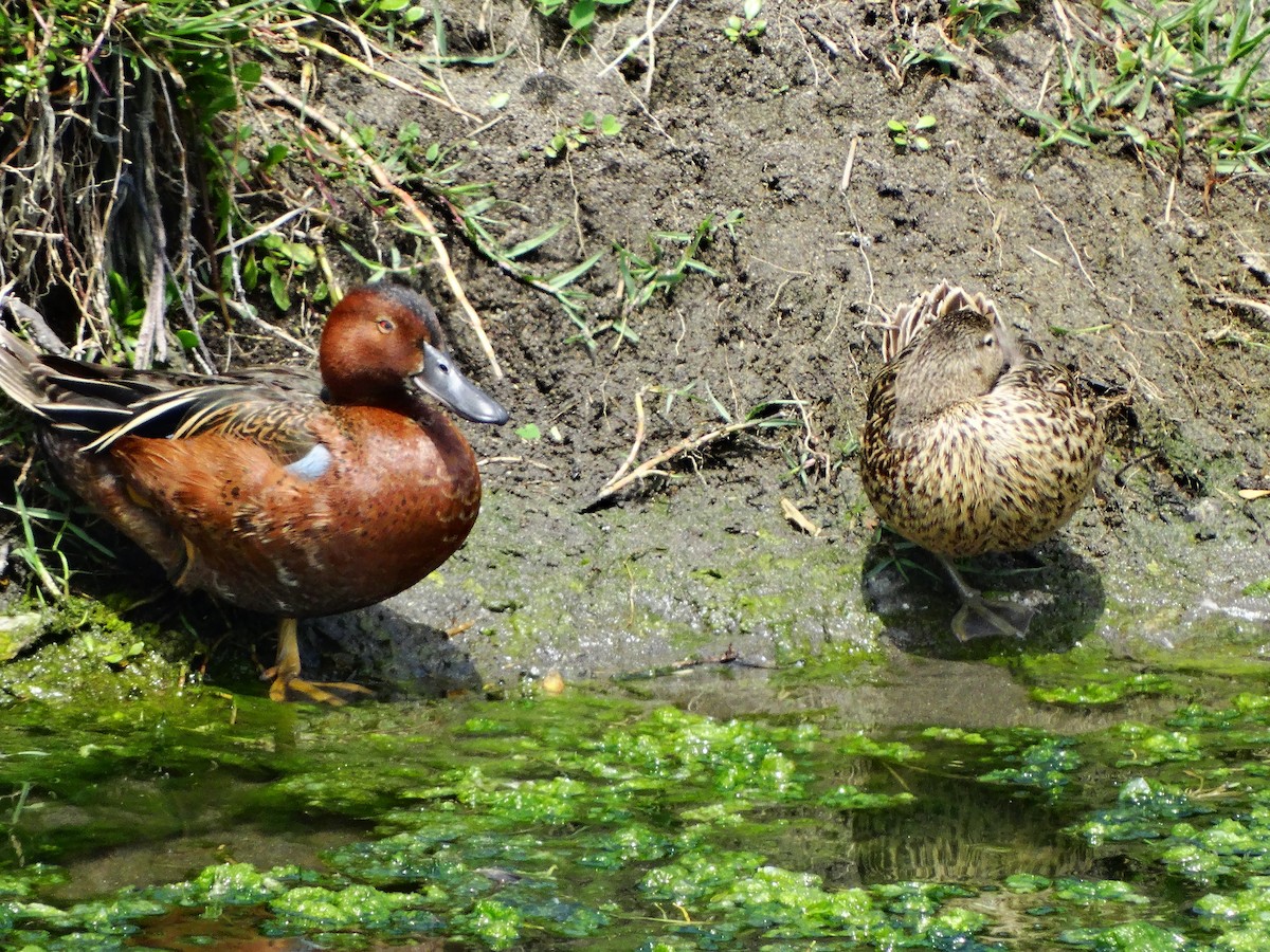 Cinnamon Teal - ML74616741