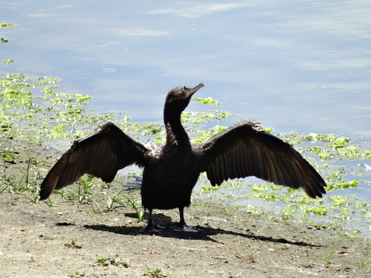 Cormoran vigua - ML74616771