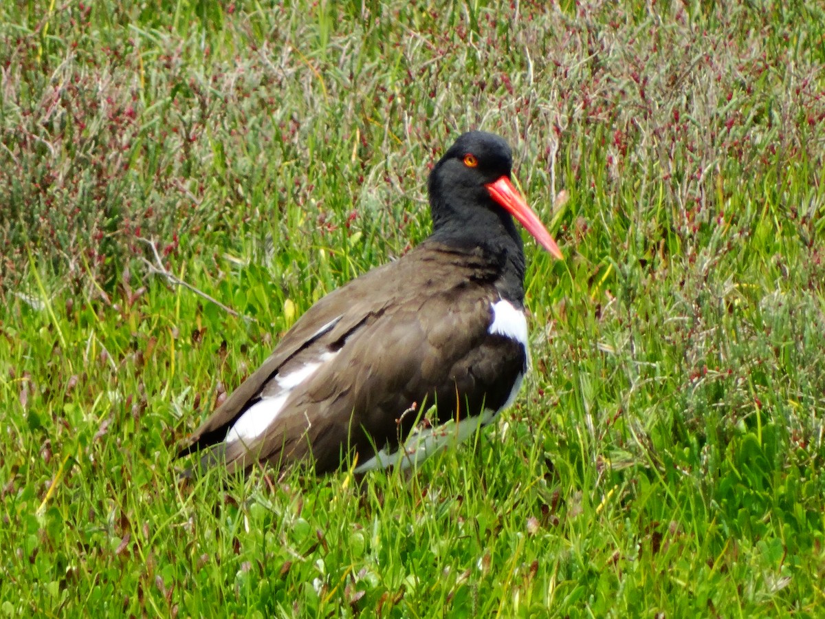 American Oystercatcher - ML74616951