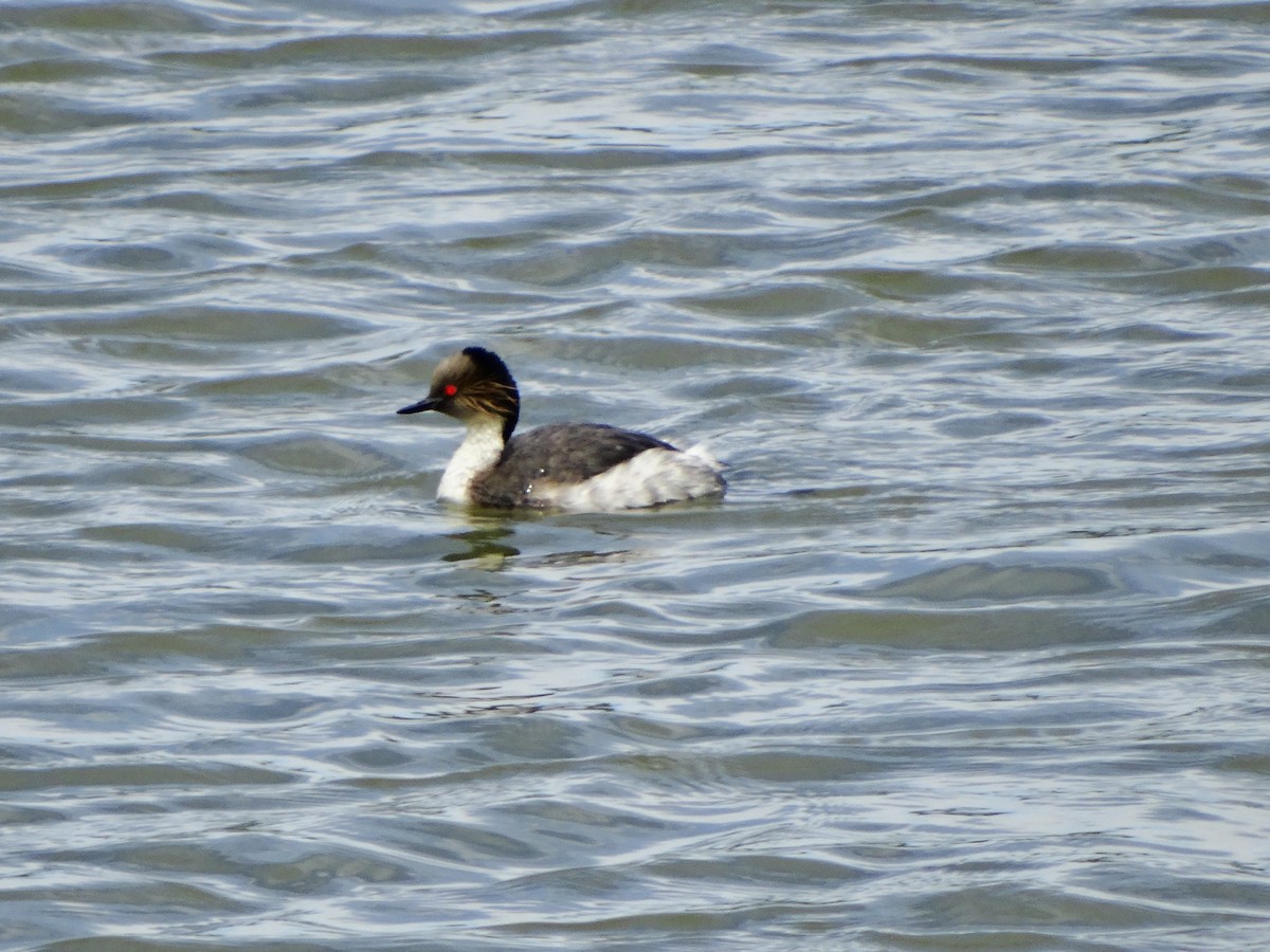 Silvery Grebe - ML74617081