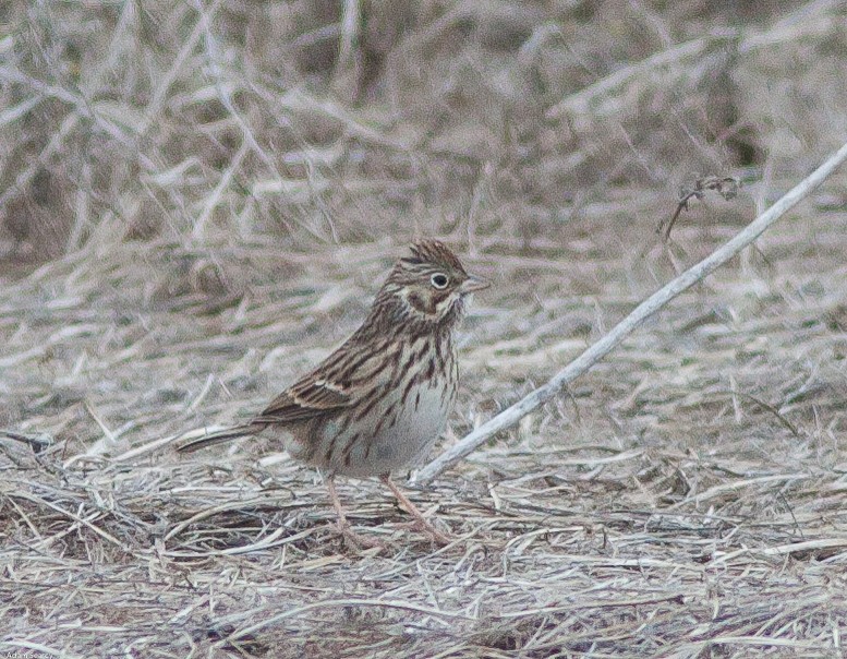 Vesper Sparrow - ML74618601