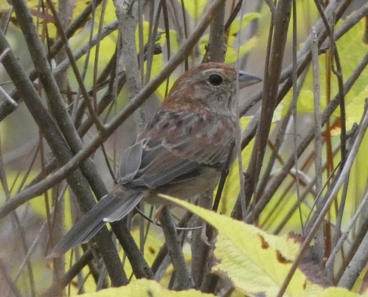 Bachman's Sparrow - ML74619311