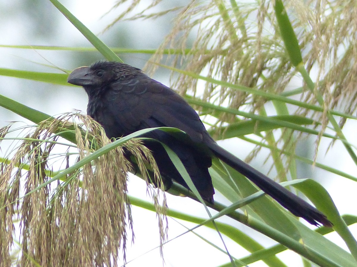 Smooth-billed Ani - Claire Thomas